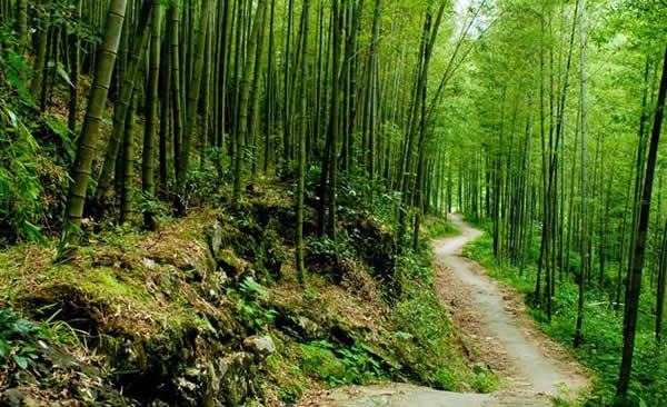 广州休闲一日游推荐：从化溪头村