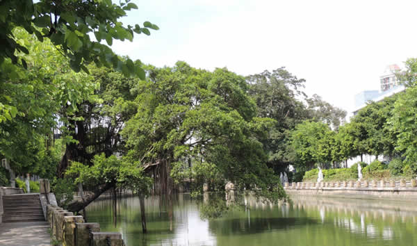 五一岭南水果之乡小洲村一日游