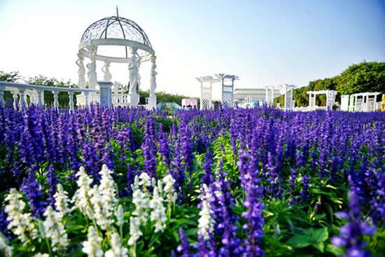 广州百万葵园：种植了100多万株葵花的赏花乐园