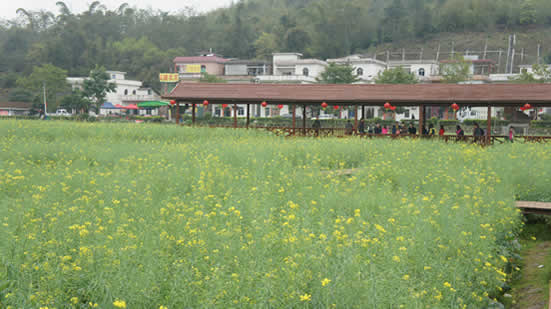 广州一日游到梯面镇红山村观赏油菜花