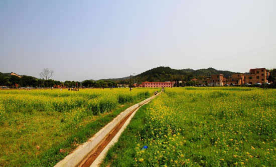 广州一日游到最美山村观赏油菜花