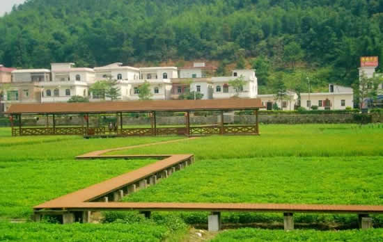 广州周末一日游到花都红山村观赏油菜花