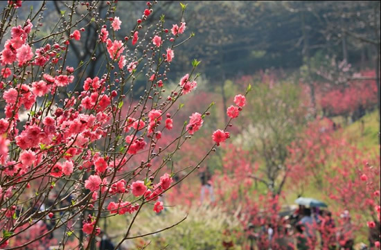 苏绍箕、苏轼与广州白云山