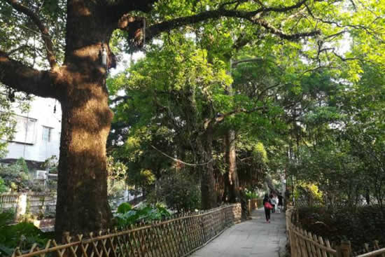 广州周末一日游到小洲村访寻好时光