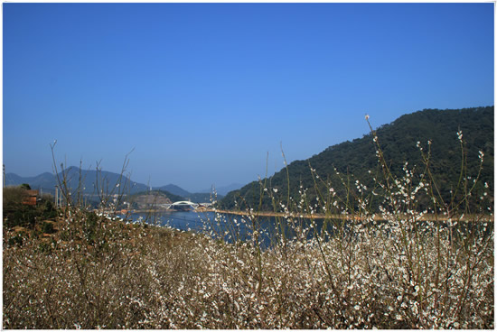 广州一日游到流溪河森林公园欣赏流溪香雪