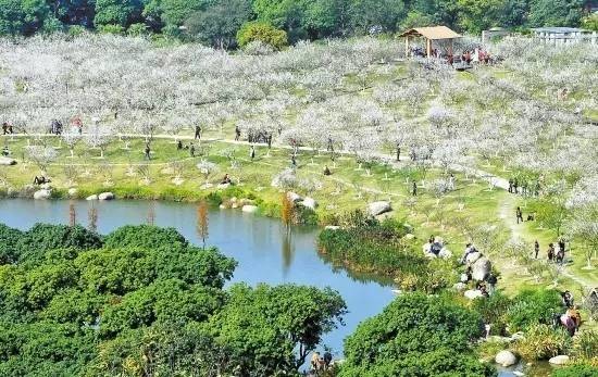 广州一日游到萝岗香雪公园欣赏梅花