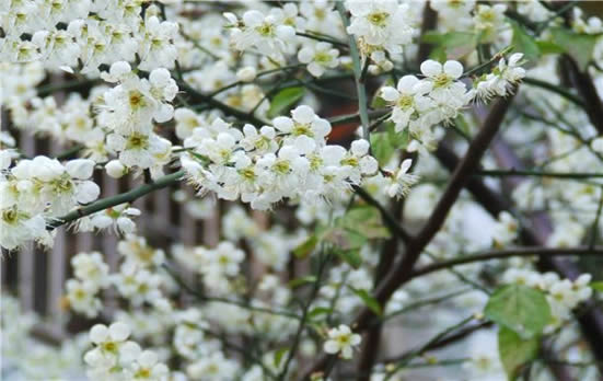 广州一日游到杨箕梅花村赏梅