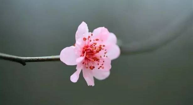 广州一日游到从化溪头村赏梅