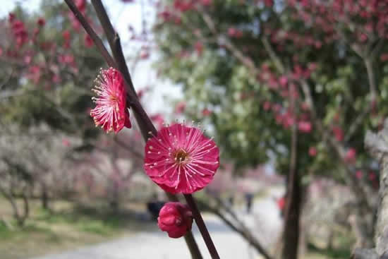 广州一日游到从化石门森林公园赏梅