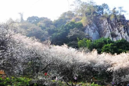 广州一日游到从白云山梅花谷赏梅