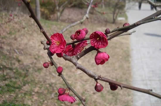 广州一日游到越秀区梅花谷赏梅