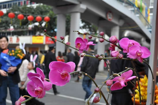 双门底年宵花市是广州春节花市的鼻祖