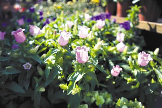 2018年花都迎春花市于2月6日正式开锣