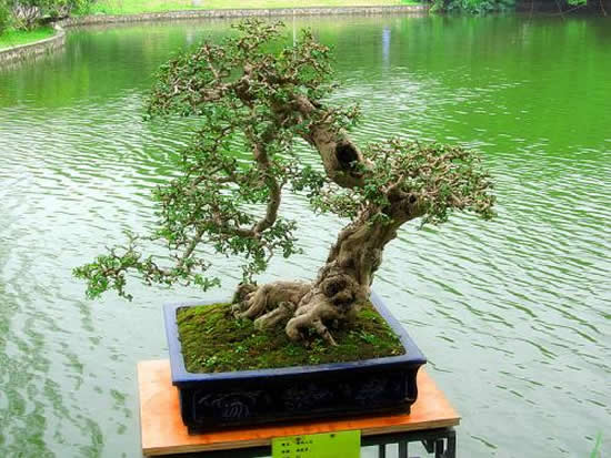 广州一日游到流花湖公园观赏盆景树王