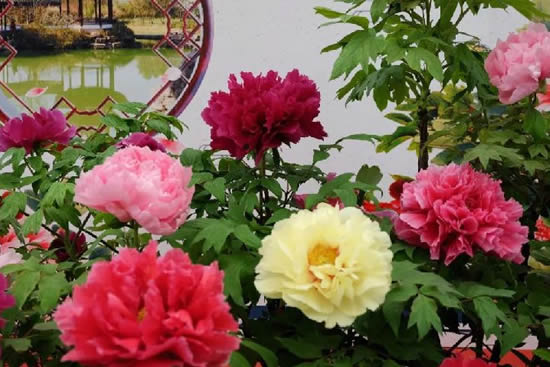 元宵节广州一日游到植物园赏百花之王