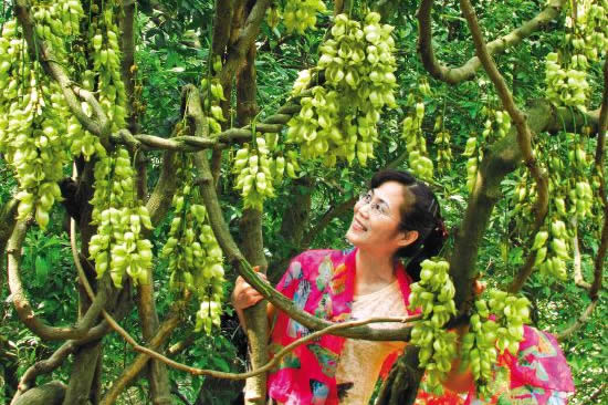 广东七大禾雀花观赏地之盘古山