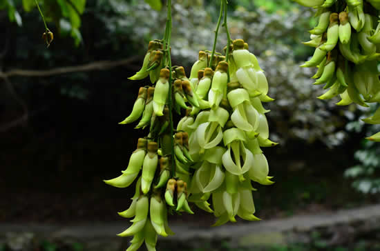 广东七大禾雀花观赏地之天鹿湖森林公园