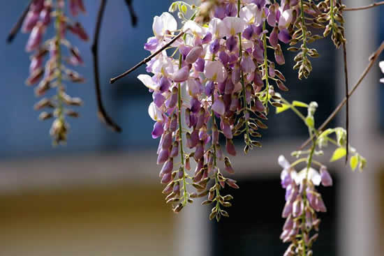 庭园荫棚布置最有名观花藤本植物之紫藤