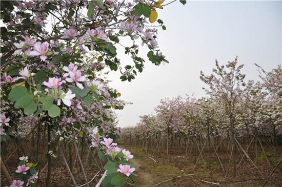 广州城区过去几年一共种下15万株宫粉紫荆