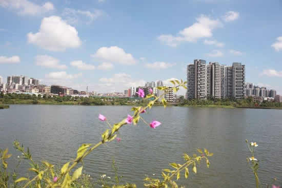 广州一日游到花都湖观赏紫荆花