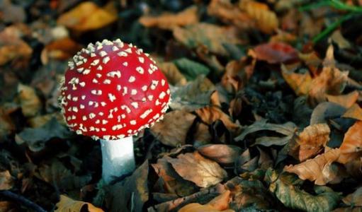 颜色鲜艳或外观好看的蘑菇都有毒？