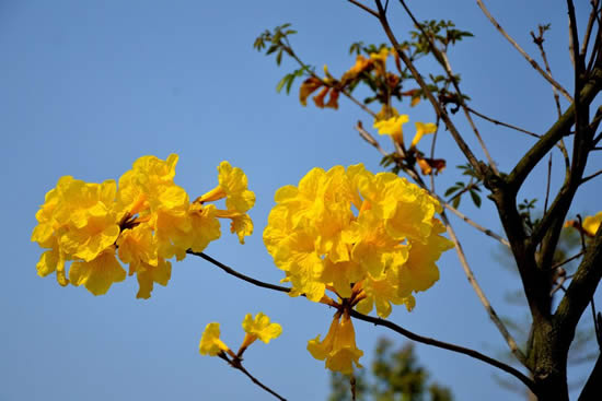 广州一日游到珠江公园观赏黄花风铃木