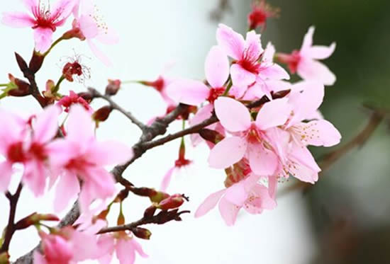 来琶洲赏花吧！广州本地樱花品种进入盛花期！