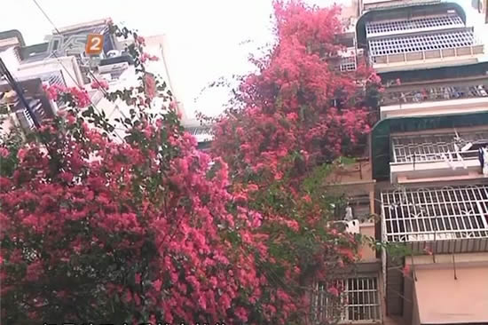 广州白云区云苑新村有9层楼高的簕杜鹃