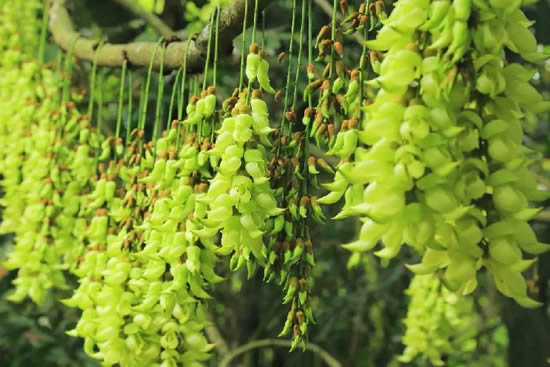 广州一日游来华南植物园观赏禾雀花