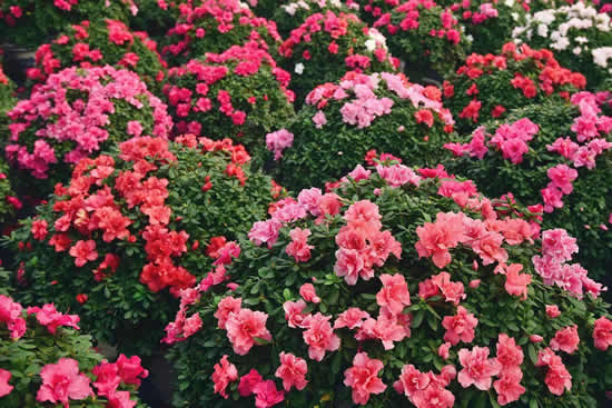 杜鹃花——一种有故事的名花