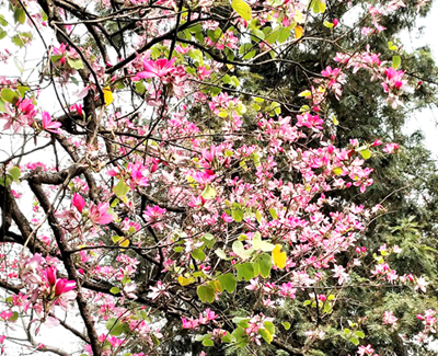 广府觅园林之百花齐放的兰圃