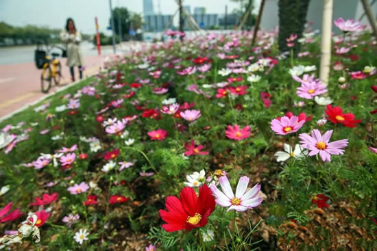 到广州白云新城观赏400平方米成片的波斯菊