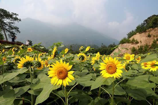 广州流溪河国家森林公园第五届葵花节已经正式开幕