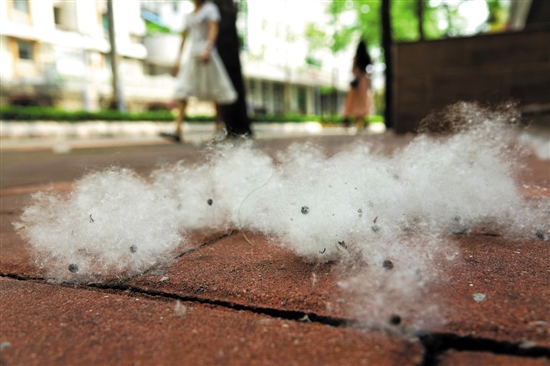 广州五月一日游带你观赏木棉飘雪！