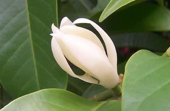 广州一日游带你到老城区里闻香访寻白兰花
