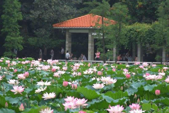 广州六月赏荷去哪里好 烈士陵园进入荷花盛开期