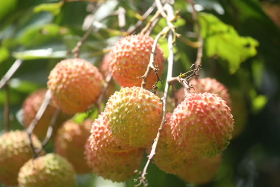 广州夏天一日游哪里好玩？来萝岗品尝桂味荔枝吧！