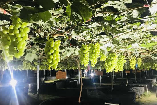 广州南国葡园园区一日游攻略，带你采摘品尝最新鲜的有机与绿色鲜食葡萄！