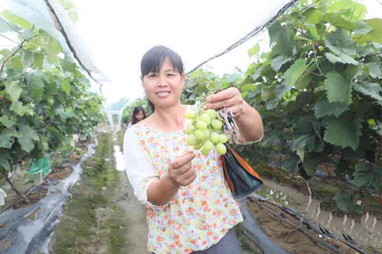 广州一日游哪里好玩？到南沙万顷沙葡萄示范基地吃玫瑰味的葡萄！