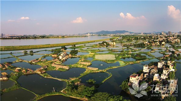 广东鹤山将建立古劳水乡省级湿地公园，一幅幅如诗如画的美景！