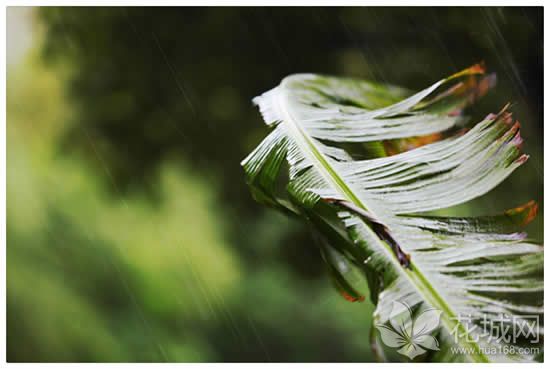 广州一日游去哪里？到广东音乐发祥地沙湾古镇听雨打芭蕉！